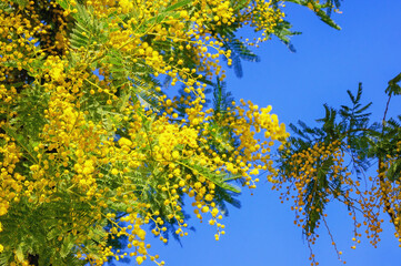 Spring flowers. Branches of Acacia dealbata tree with bright yellow flowers against blue sky on sunny day