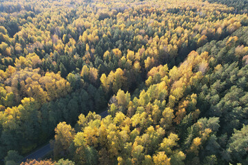 Asphalt road in autumn forest