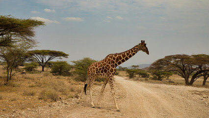 A reticulated giraffe, Giraffa camelopardalis reticulata, crosses a gravel road. 