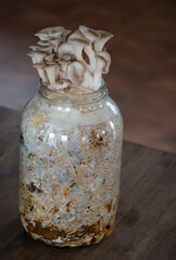 Oyster mushrooms - Pleurotus ostreatus growing at home in glass jar with straw