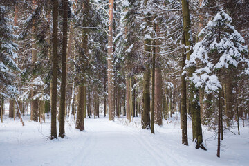 Winter in spruce forest, spruces covered with white fluffy snow. ski resort. Great view of wilderness. Explore beauty of land. Tourism concept. Happy New Year.