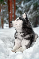 Naklejka premium Portrait husky dog with blue eyes. Husky dog in winter forest lies on the snow