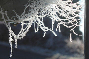 toile, araignée, toile d'araignée, givre, gel, 