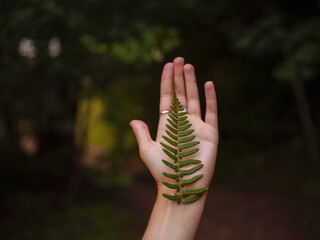 summer travel to Russia, Torzhok city. woman holding branch of fern in her hand. Fern grows in forests. Environmental protection, forest and nature conservation concept.