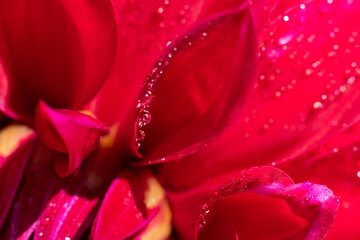 Close up macro photo of tiny water drops on it shining on bright sunlight. Red vivid wet petals