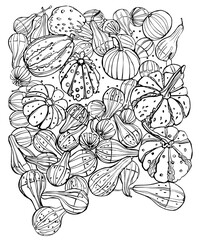 Black and white sketch of pumpkins and zucchini in different shapes, vector illustration for autumn still lifes, for halloween cards
