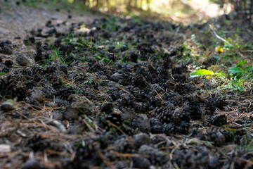 Natural background made of many pine cones on the ground sunlit by bright sun beams in coniferous wood