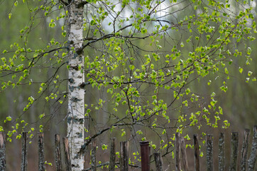 Fototapeta premium Spring birch with new green leaves over a rural wooden fence