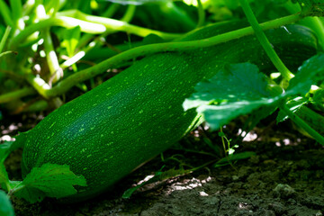 Obraz premium Young zucchini plant is growing on garden bed. Cultivation and harvesting of organic vegetables in farm