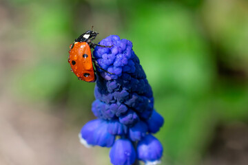 Tiny cute lady bug or lady bird insect on top of blue colored muscari flower on bokeh blurred backdrop. Metaphor of calmness, freedom and peace.Summertime macro photo