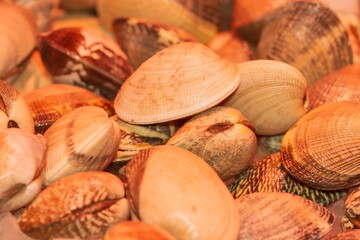 Fine clam (Ruditapes decussatus), crustacean from Galicia (Spain) and the Atlantic coast, selective approach.