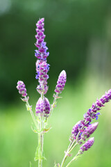 close up of lavender flowers