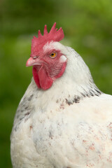 Close up of white Sussex chicken