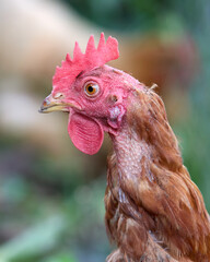 Close up head shot of a red brown chicken