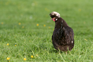  Black Poland chicken free range in garden