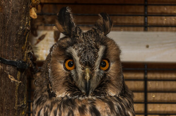 Portrait of a long-eared owl in a cage	