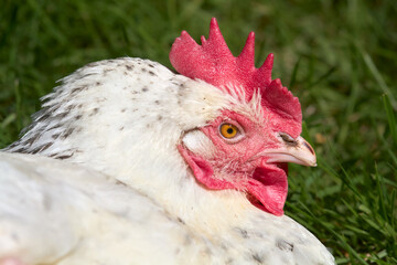 Closeup of head of white chicken
