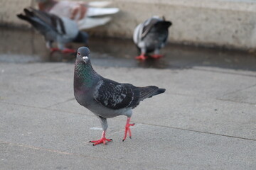 two pigeons on the street