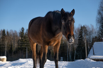 Fototapeta na wymiar big bay horse in a funny pose. snowy lips.