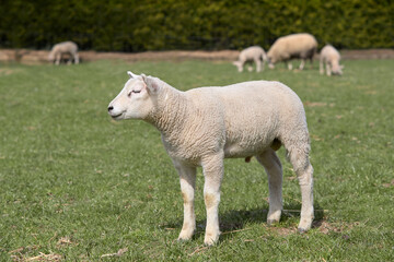Group of white Flemish lambs in springtime