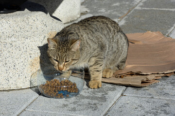 Street cats of Istanbul city.