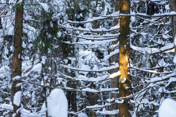 sun spot on snow covered pine tree