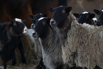 a herd of black sheep led by a ram. Large thoroughbred sheep.