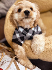 puppy in cushion