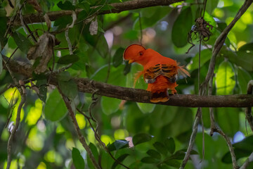 Male of Andean Cock-of-the-rock (Rupicola peruvianus) lekking and dyplaing in front of females, typical mating behaviour, beautiful orange bird in its natural enviroment, amazonian rain forest, Brazi