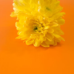 yellow chrysanthemums on an orange background. minimalistic concept of summer.