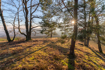 Fototapeta na wymiar Sunbeams through the trees in a mountain forest.
