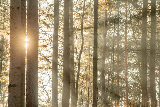 Sunbeams through the trees in a mountain forest.