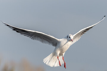 Black-headed Gull in flight near the Rhine.