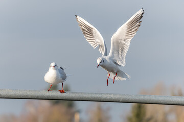 Obraz premium Black-headed Gull in flight near the Rhine.