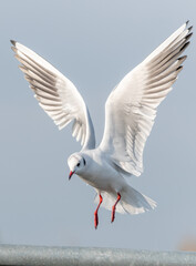 Black-headed Gull in flight near the Rhine.
