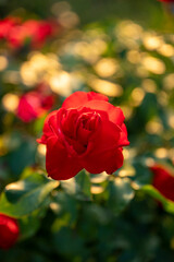 red roses in garden