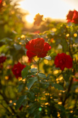 Rose at sunset