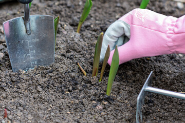 Sprouts of first tulips in early spring coming through soil in the garden, near human hand in protective glove and gardening small rake. Nature in springtime, floriculture concept, close-up view, copy