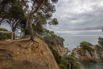 Pine trees above the sea. Seascape on a cloudy day with pine trees and rock.