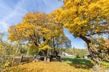 Naklejka premium A large yellow tree near an old village house. Rural autumn landscape with an old maple tree. Bright yellow foliage on tree and ground. Sunny autumn day. Rural landscape with maples.