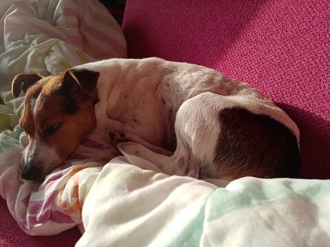 Pure bred jack russel very sleepy on bed, seems very cute.