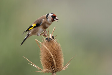 jilguero europeos posado en un cardo silvestre (carduelis carduelis)  