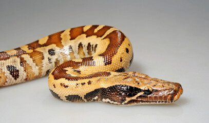 Blutpython // blood python (Python brongersmai) 