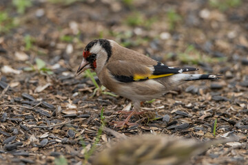 jilguero europeos posado en el suelo del parque (carduelis carduelis)  