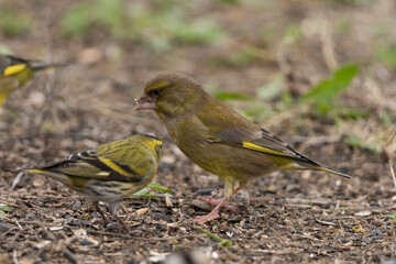 verderón europeo o verderón común​ en el suel ocomiendo semillas (chloris chloris)