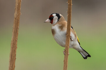 jilguero europeos posado en el tallo de un pampano de girasol  (carduelis carduelis)  
