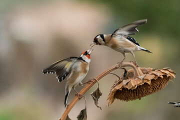 jilgueros europeos peleando en un pampano de girasol  (carduelis carduelis)  