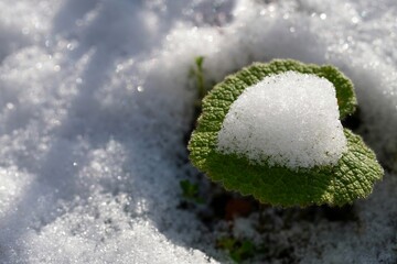 Fresh lesf covered with snow in the winter sun