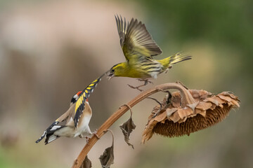 peleas entre jilguero europeo y jilguero lugano (carduelis carduelis) (spinus spinus) 