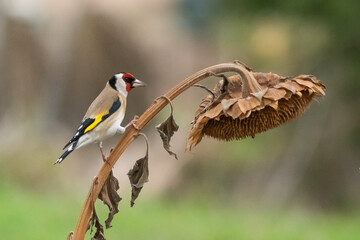jilguero europeos posado en el tallo de un pampano de girasol  (carduelis carduelis)  